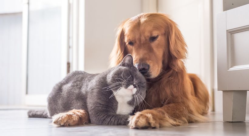 intolleranze alimentari cane e gatto