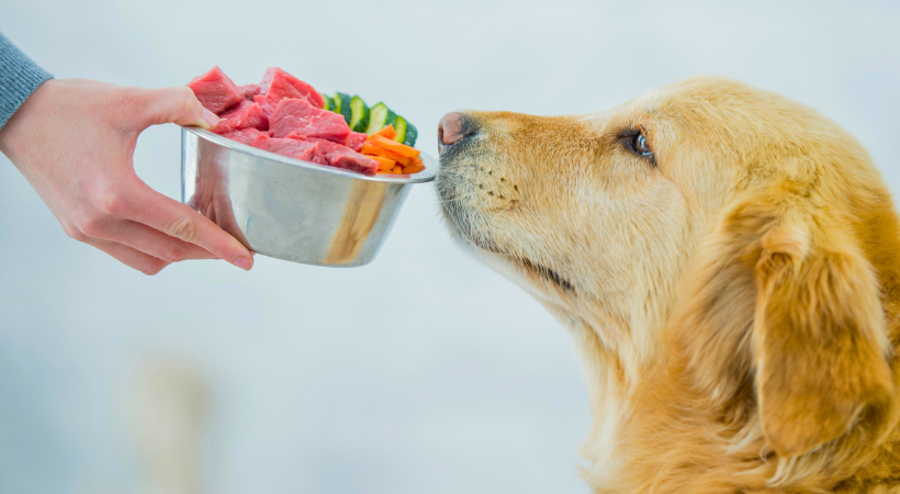 dieta casalinga del cane e del gatto