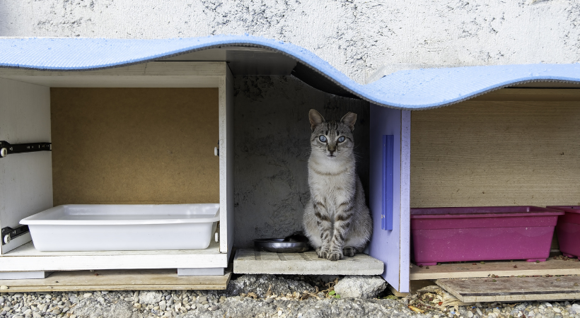 colonie feline