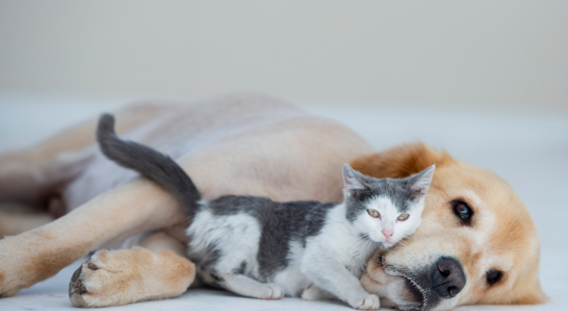 pelo lucido e pelle sana del cane e del gatto