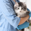 sterilizzazione del gatto