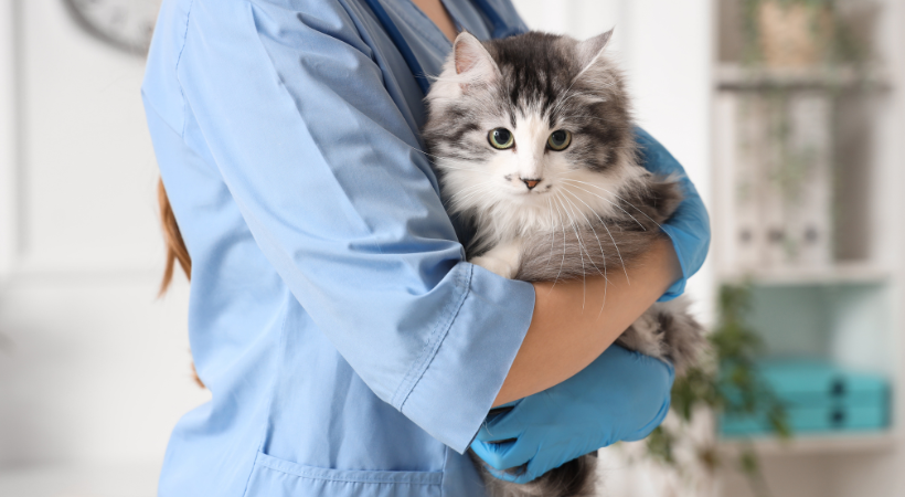 sterilizzazione del gatto