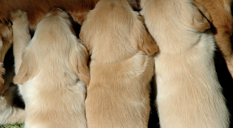 svezzamento dei cuccioli di cane