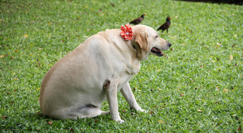 cane sterilizzato e in sovrappeso